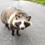 【朗報】タヌキさん、ガチで可愛いｗｗｗｗｗｗｗｗｗｗ