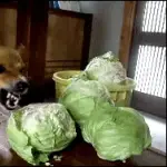 【画像・GIF集】イッヌ、キャベツが好きすぎる