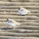 【爆笑】ワイの県鳥が最強すぎて誰も勝てないｗｗｗｗｗｗｗｗｗｗ