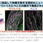【悲報】クリトリスさん、ペニスの15倍の快感ニューロンを搭載していたｗｗｗｗｗｗｗｗｗｗ