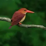 【悲報】絶滅危惧種の鳥さん、撮鳥が殺到して巣を放棄してしまう・・・・・・・・・