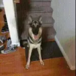 【ＧＩＦ】イッヌ「た、たすけてクレメンス……」