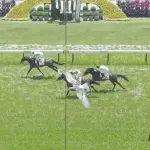 【競馬】 京都4Rの写真判定に鳩が乱入！ クビ差の4着ｗｗｗｗ