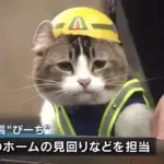 【悲報】現場猫さん、工事現場の看板に使われてしまうwwwwww
