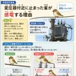 【困惑】鳥さんは電線に止まってるのに何で感電して焼き鳥にならないのか・・・・・・・・・
