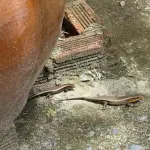 【悲報】カナヘビさん、日本から居なくなった理由がガチで悲しすぎる・・・・・・・・・