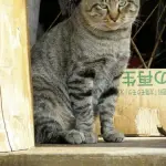【困惑】野良猫さんへの餌やり、違反なのか？・・・・・・・・・