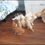ずっと見てられるGIFｗｗｗｗｗｗｗｗｗｗｗｗｗｗ