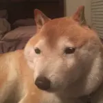 イッヌ、マツコに馬鹿にされる