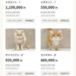 【悲報】東京のペットショップさん、猫が80万とかで売ってる・・・・・・・・・