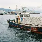 【朗報】漁師さんも驚きのシラス爆漁、静岡では2カ月で1年分・兵庫では去年の10倍ｗｗｗｗｗｗｗｗｗｗ