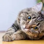 この猫の種類分かる奴おる？