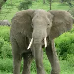 【衝撃】虐待されてたゾウさん、ガチで復讐してしまうｗｗｗｗｗｗｗｗｗｗ