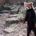 【速報】レッサーパンダの風太さん、20年前に流行ったあの子が遂に23歳になる・・・・・・・・・