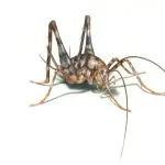 【悲報】カマドウマさん、何も悪さしないのに害虫扱いされる・・・・・・・・・
