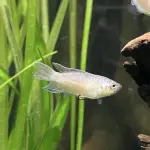 【困惑】淡水魚にくわしい人来て😭ｗｗｗｗｗｗｗｗｗｗ