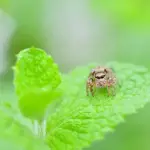 【困惑】ハエトリグモさんがハエとってるとこ見た事ないよねｗｗｗｗｗｗｗｗｗｗ