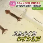 【悲報】2025年漁師さん「イカが豊漁だ！」→2026年漁師さん「何故かイカがいない」ｗｗｗｗｗｗｗｗｗｗ