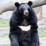 【衝撃】4人に怪我を負わせたクマさん、自らカギを開けて逃走ｗｗｗｗｗｗｗｗｗｗ