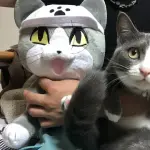【朗報】現場猫、仕事猫に改名して労働災害防止協会のテキストに公式出演ｗｗｗ