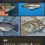 【戦慄】女さん「ま◯こにフグ入れてぇ!!」→無事死亡・・・・・・・・・