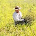 【悲報】米農家さん「5キロ3500円で売りたい。美味しい米を食べたいなら高くない」・・・・・・・・・