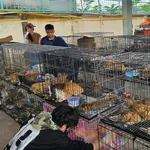 【衝撃】ベトナム警察さん「飼い猫窃盗団」を摘発、食肉解体寸前の400匹を救出・・・・・・・・・