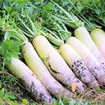 大根の葉を美味しく調理する方法