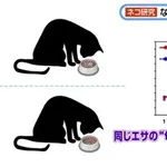 【衝撃】猫ちゃん、同じエサでも匂いを変えるだけで食欲が増す模様ｗｗｗｗｗｗｗｗｗｗ