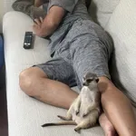 【画像】和田一浩さん、ミーアキャットとくつろぐ