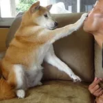 【画像・ＧＩＦ集】イッヌさん、挟まる・・・