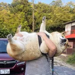 【朗報】イッヌさん、雨の中おさんぽするｗｗｗｗｗｗｗｗｗｗ