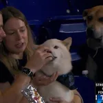 【朗報】柴犬さん、野球観戦しながらホットドッグを食べるWWWWWWWWWWWWWWWWWWWWWWWWWWWWWWWWWWWWWWWWWWWWWWWWWWWWWWWWWWWWWWWWWWWW