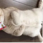 【悲報】ちんこにチュール垂らして猫に舐めさせた男さん、紫に腫れ上がるｗｗｗｗｗｗｗｗｗｗ