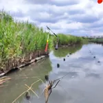 【朗報】テナガエビさん、釣れたよぉｗｗｗｗｗｗｗｗｗｗ