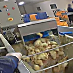 【悲報】フォアグラのためのガチョウ飼育場、訪れた99%がベジタリアンになる模様・・・・・・・・・