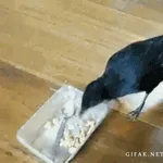 癒される動物GIF