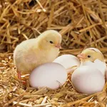 【悲報】「卵が先か、鶏が先か」←これ鶏が先に決まってるじゃんwwwwwwwwww