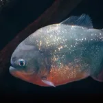 【悲報】ピラニアさんの貴重な食事シーンがコチラwwwwwwwwww