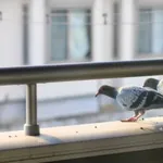 【悲報】ベランダに来るハトさんの対処法ｗｗｗｗｗｗｗｗｗｗ