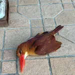 【衝撃】謎の鳥の死体、ガチで話題になるwwwwwwwwww