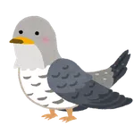 何故鳥山明の女キャラは抜けないのか