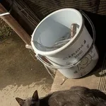 【朗報】ネコさん、また雨宿りしてしまうｗｗｗｗｗｗｗｗｗｗ