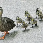 【悲報】人間に害意を持たない三大かわいい生き物「ツバメ」「ハエトリグモ」ｗｗｗｗｗｗｗｗｗｗ