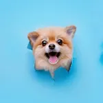 【悲報】ペット系YouTuberさん、イッヌとネッコで荒稼ぎしてしまうｗｗｗｗｗｗｗｗｗｗ