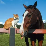 【悲報】日本で有名な猫「もちまる」「what'sマイケル」あと1匹は？ｗｗｗｗｗｗｗｗｗｗ