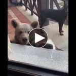 【動画あり】場所取りーヌ可愛いくて草ｗｗｗ