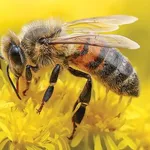 【朗報】虫の中で一番可愛い虫、ガチで決定するｗｗｗｗｗｗｗｗｗｗ