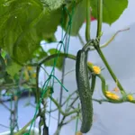 【速報】プランター家庭菜園ワイさん、きゅうりが順調すぎるｗｗｗｗｗｗｗｗｗｗ