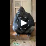 【悲報】ゴリラさん、リラックスしてたのにどつかれるｗｗｗｗｗｗｗｗｗｗ